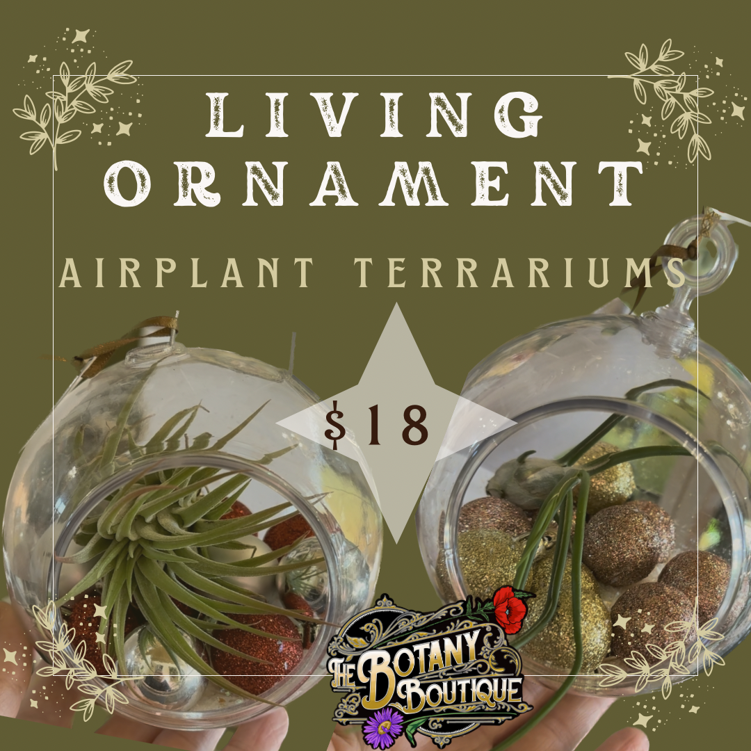 Living Ornament Air Plant Terrarium