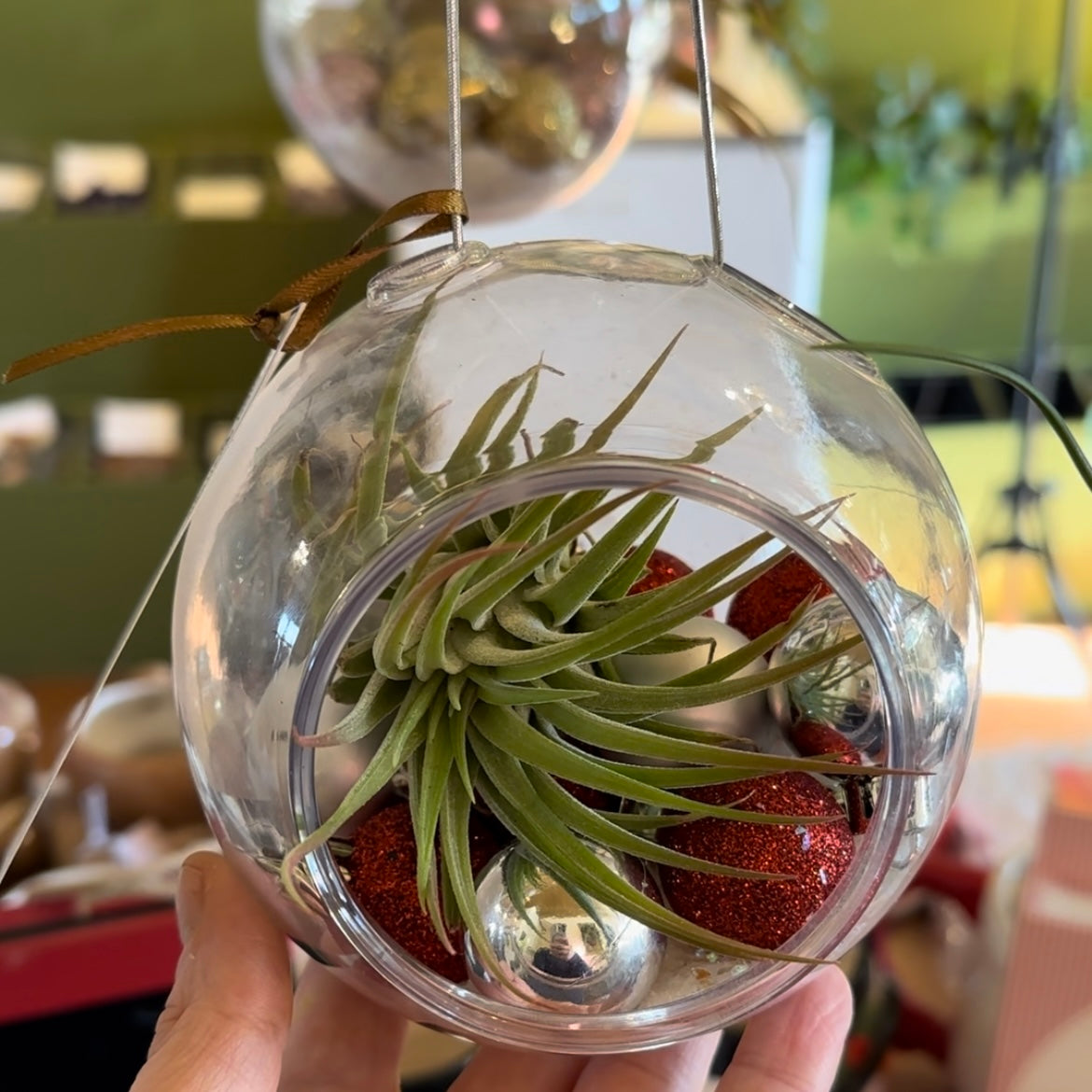 Living Ornament Air Plant Terrarium
