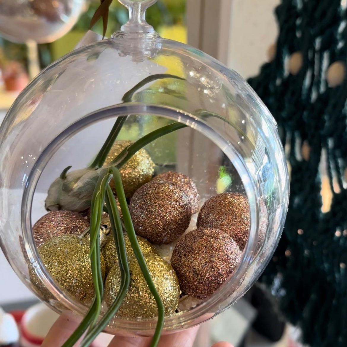 Living Ornament Air Plant Terrarium