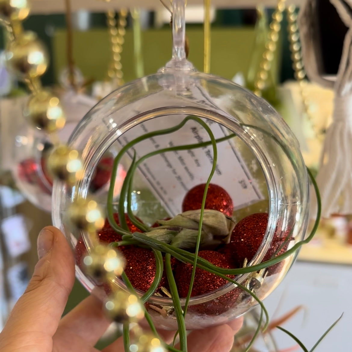 Living Ornament Air Plant Terrarium