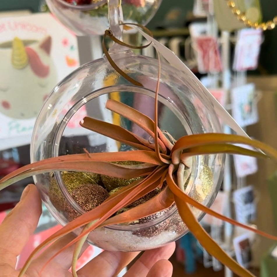 Living Ornament Air Plant Terrarium
