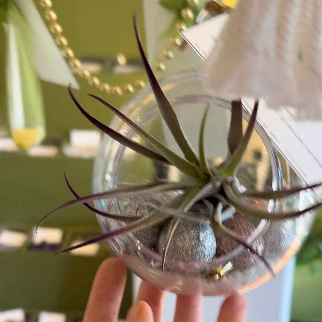 Living Ornament Air Plant Terrarium